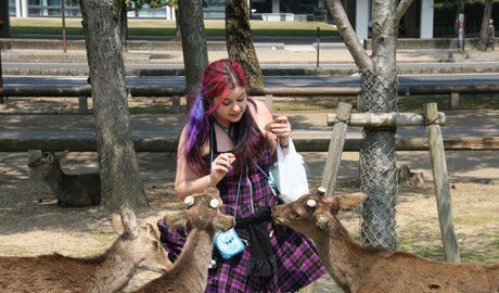 Feeding deer at Nara Park- they seem so sweet and innocent at first, but then the headbutting and skirt lifting starts!!